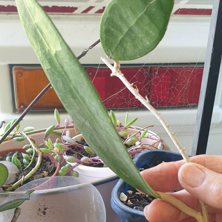 Plant image Hoya Verticillata sp. Laos