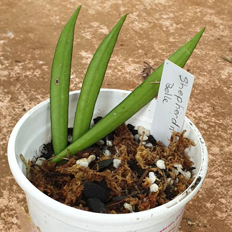 Plant image Hoya shepherdii