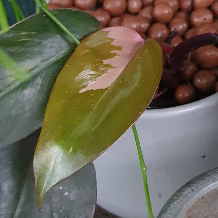 Plant image Philodendron 'Pink Princess' syn. Philodendron erubescens 'Pink Princess'