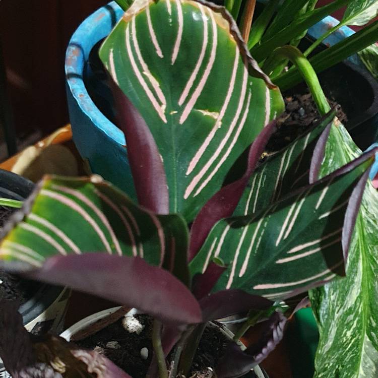 Plant image Calathea Sanderiana 'Julia'