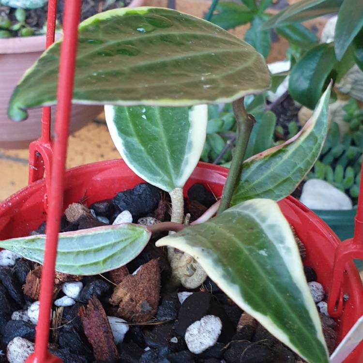 Plant image Hoya latifolia