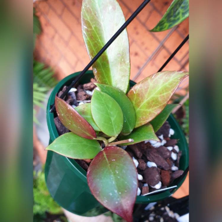 Plant image Hoya lacunosa var. pallidiflora X Hoya obscura