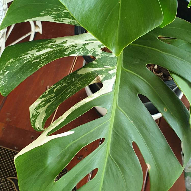 Plant image Monstera deliciosa 'Variegata'