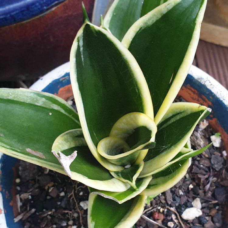 Plant image Sansevieria trifasciata 'Hahnii Marginated'