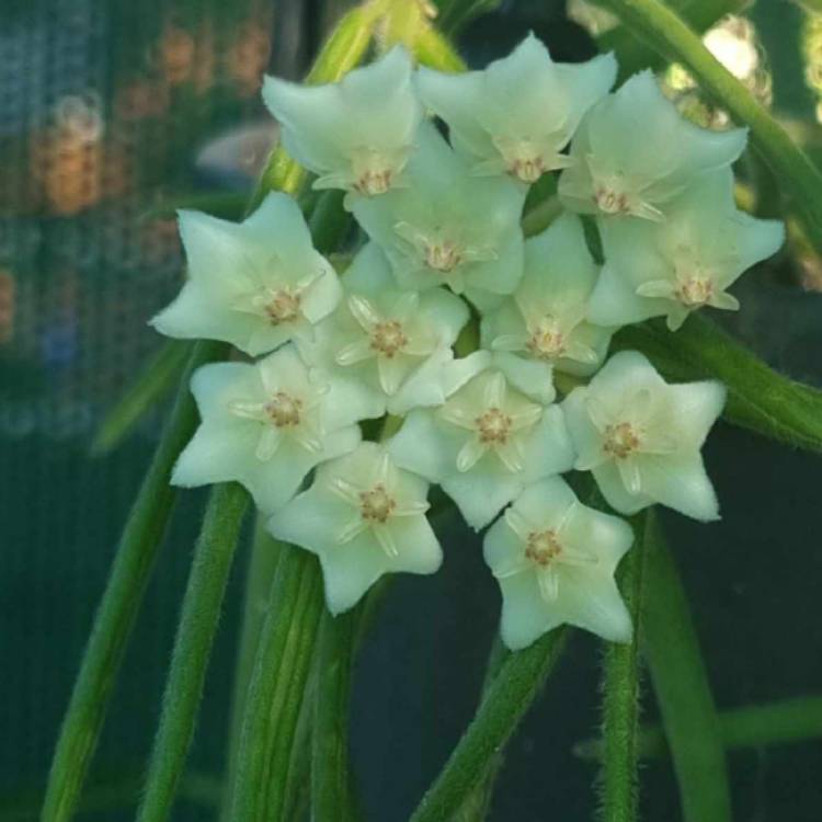 Hoya Linearis, Wax Plant - uploaded by @rosegardengirl