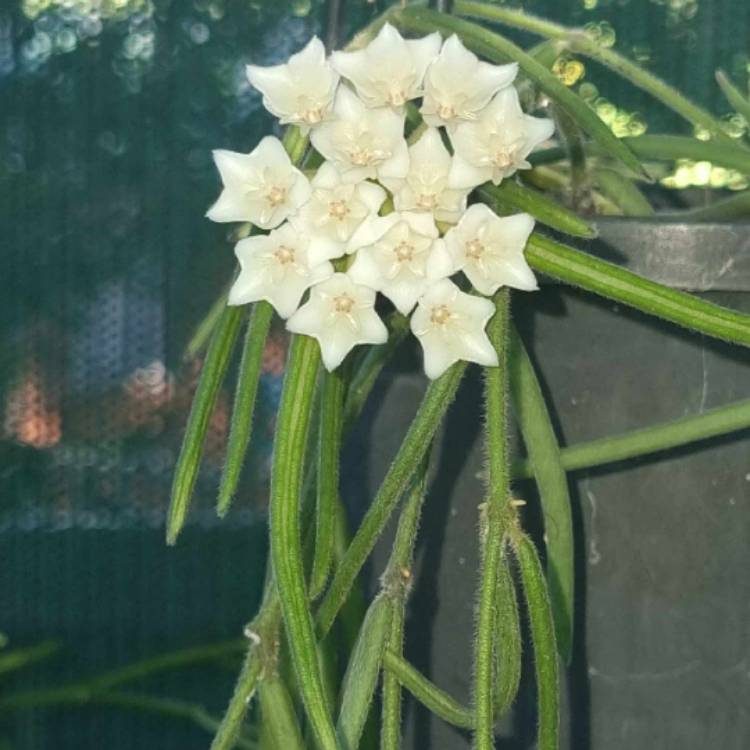 Plant image Hoya Linearis