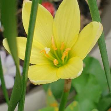 Zephyranthes citrina