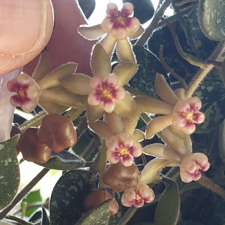 Plant image Hoya Curtisii