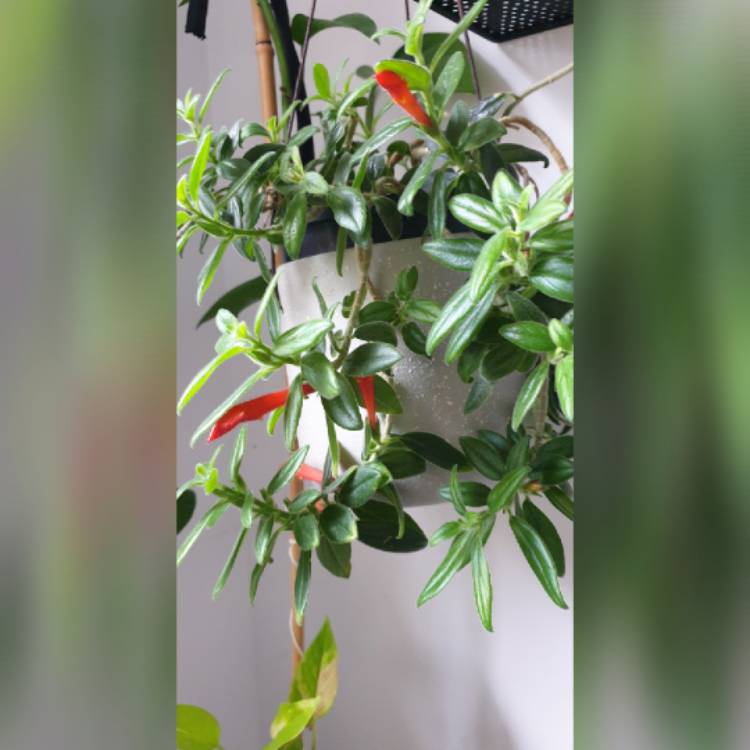 Plant image Aeschynanthus radicans syn. Aeschynanthus lobbianus