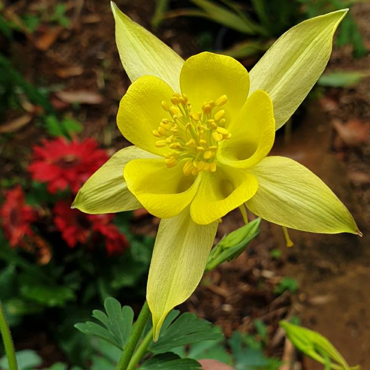 Plant image Aquilegia 'Goldfinch' (Songbird Series)