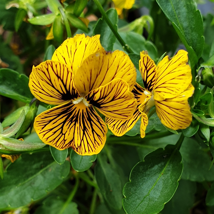 Plant image Viola 'Tiger Eyes'