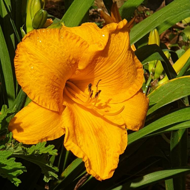 Plant image Day Lily Pac Of Gold