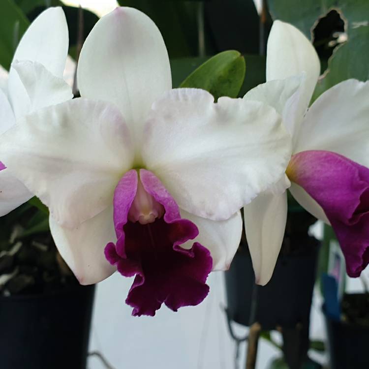 Plant image Cattleya hybrid