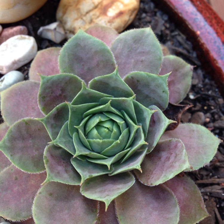 Plant image Sempervivum Purple Haze