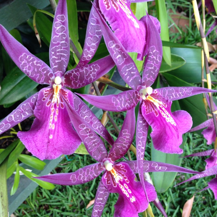 Plant image x Bratonia Shelob 'Tolkien'