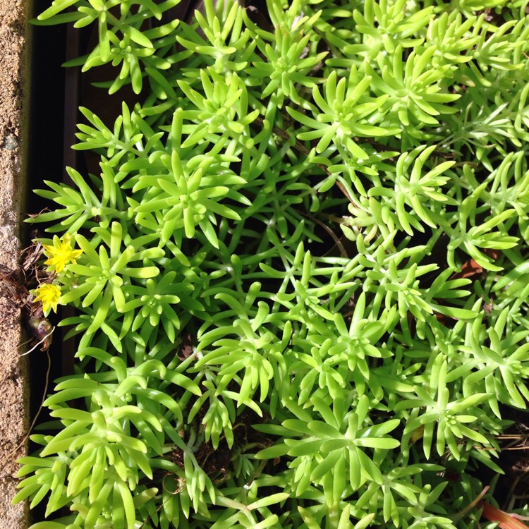 Plant image Sedum sediforme 'Gold'