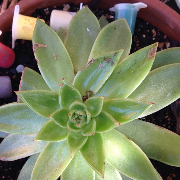 Plant image Echeveria Agavoides Corderoyi