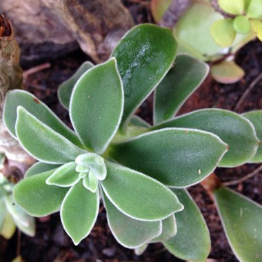 Echeveria Pulvinata var. Frigida