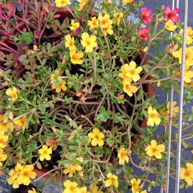 Portulaca grandiflora