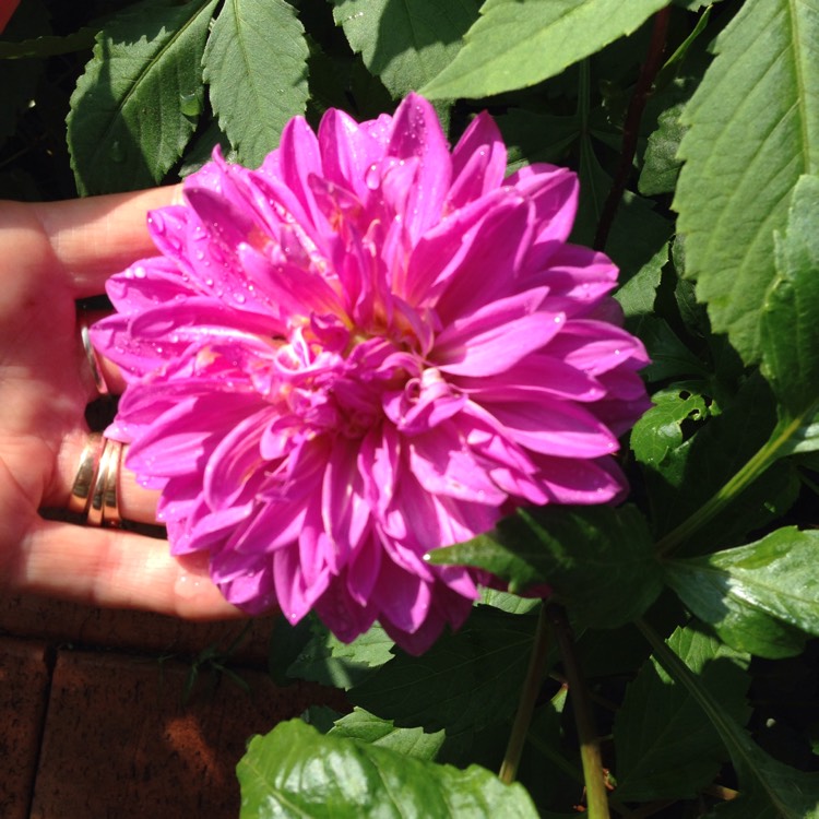 Plant image Dahlia 'Dalina Maxi Cozumel'