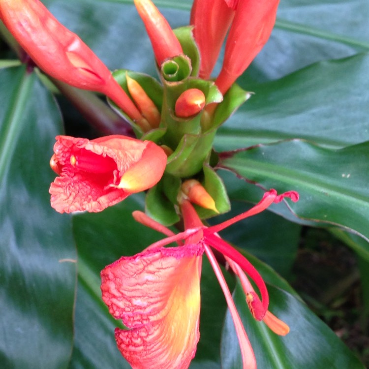 Plant image Hedychium greenii