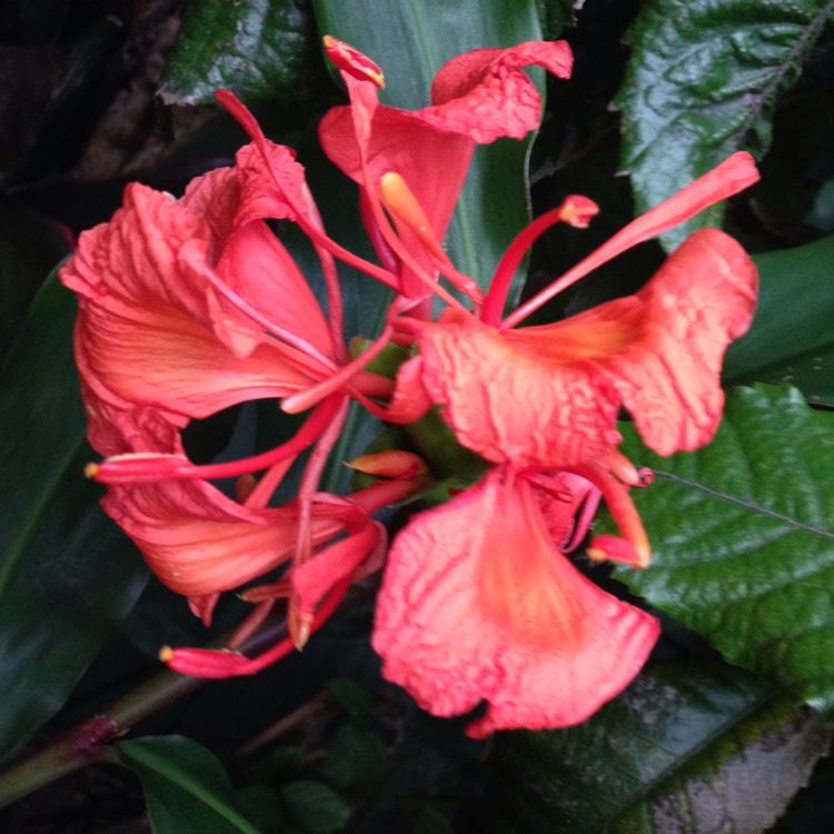 Plant image Hedychium greenii