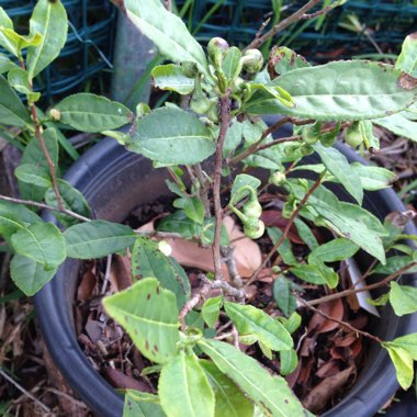 Camellia sinensis