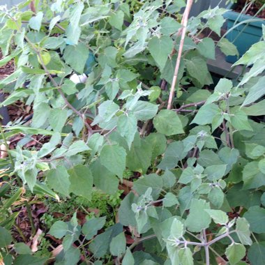 Physalis peruviana