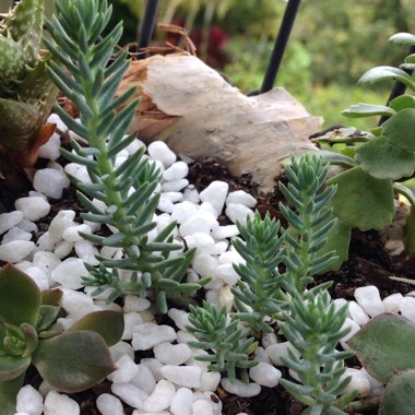 Petrosedum Rupestre Blue Spruce syn Sedum Reflexum