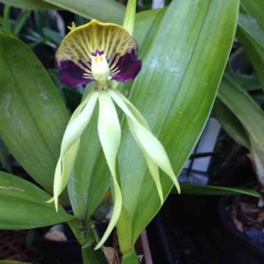 Encyclia cochleata