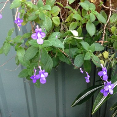 Streptocarpus caulescens