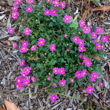 Brachyscome angustifolia