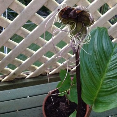 Tacca chantrieri