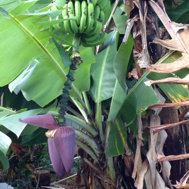 Musa acuminata 'Dwarf Cavendish'