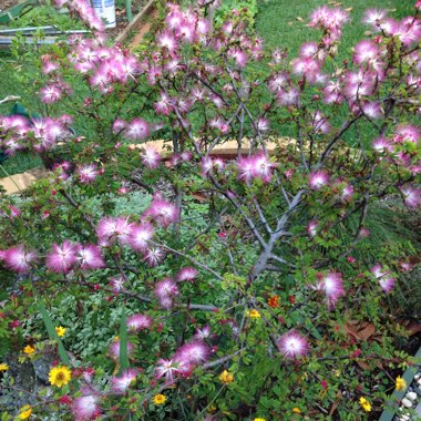 Calliandra surinamensis 'Pink Poodle'