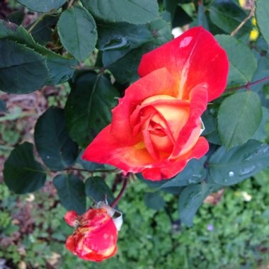 Rosa 'Silver Jubilee'