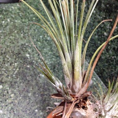 Tillandsia stricta