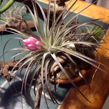 Tillandsia ionantha var. ionantha