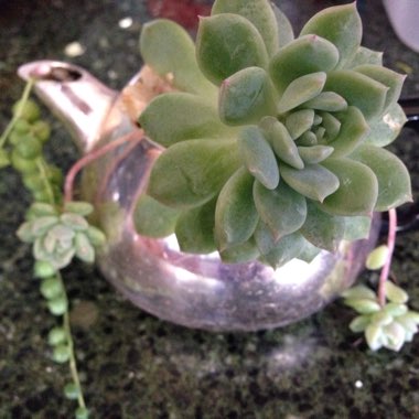 Echeveria Prolifica