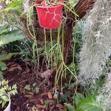 Rhipsalis puniceodiscus