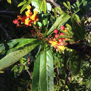 Asclepias tuberosa