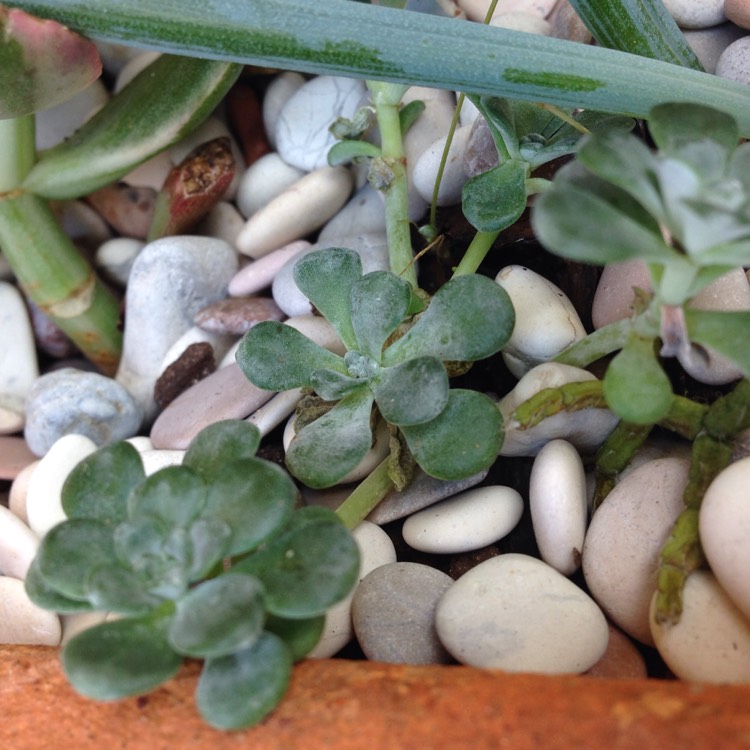 Plant image Sedum spurium 'Silver Blob'