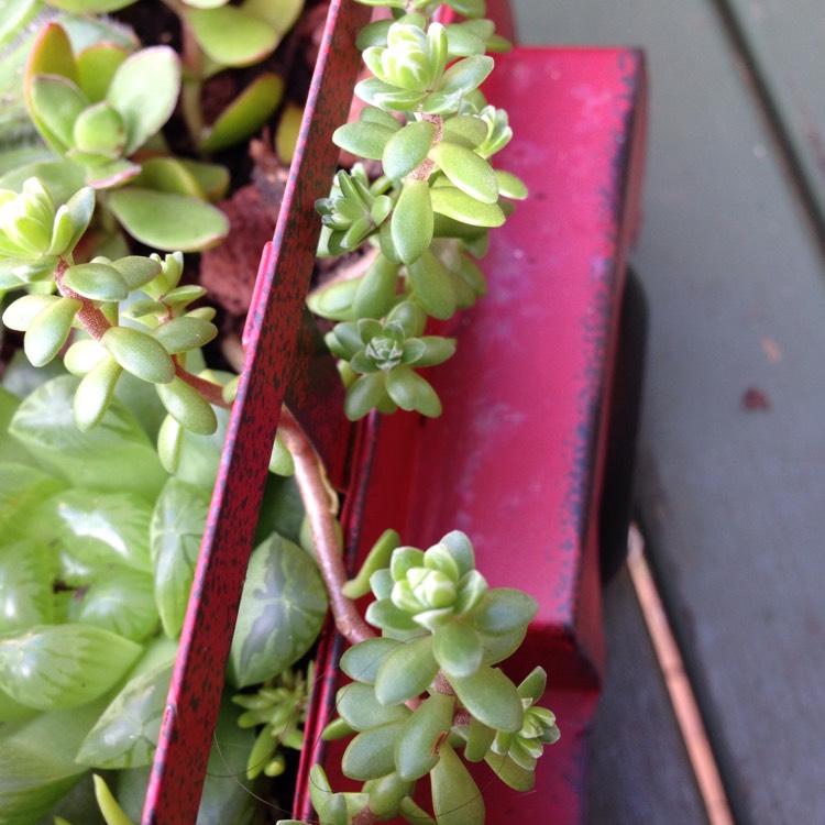 Plant image Sedum 'Star Carpet'