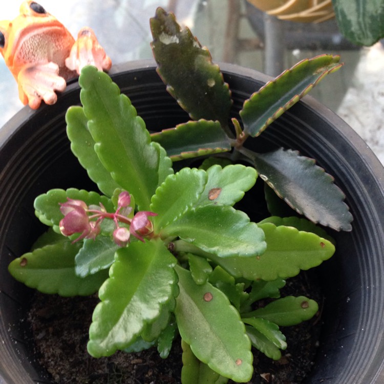 Plant image Kalanchoe blossfeldiana 'Pearl Bell'