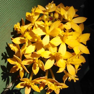 Epidendrum Radicans