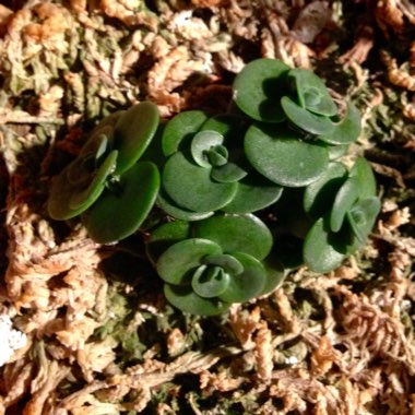 Sedum 'Rose Carpet'