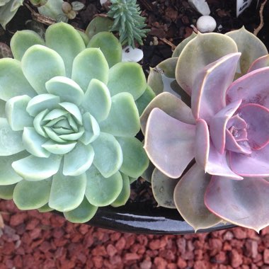 Echeveria Elegans