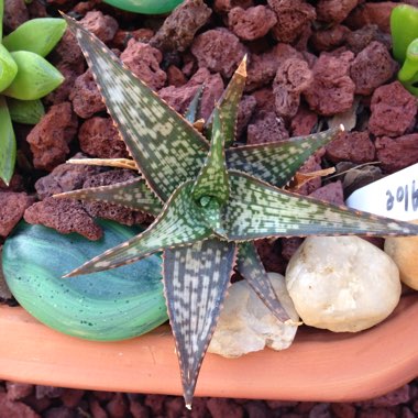 Aloe Morgan's hybrid