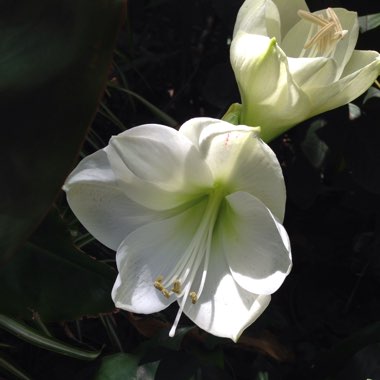 Hippeastrum 'Snow White'