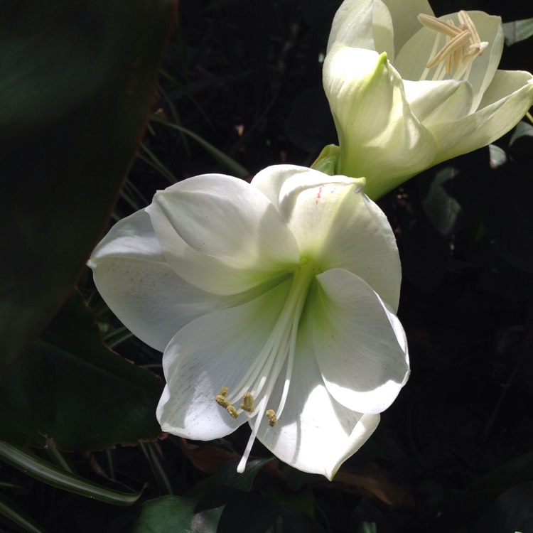 Plant image Hippeastrum 'Snow White'